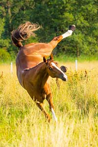 Why do horses develop problems